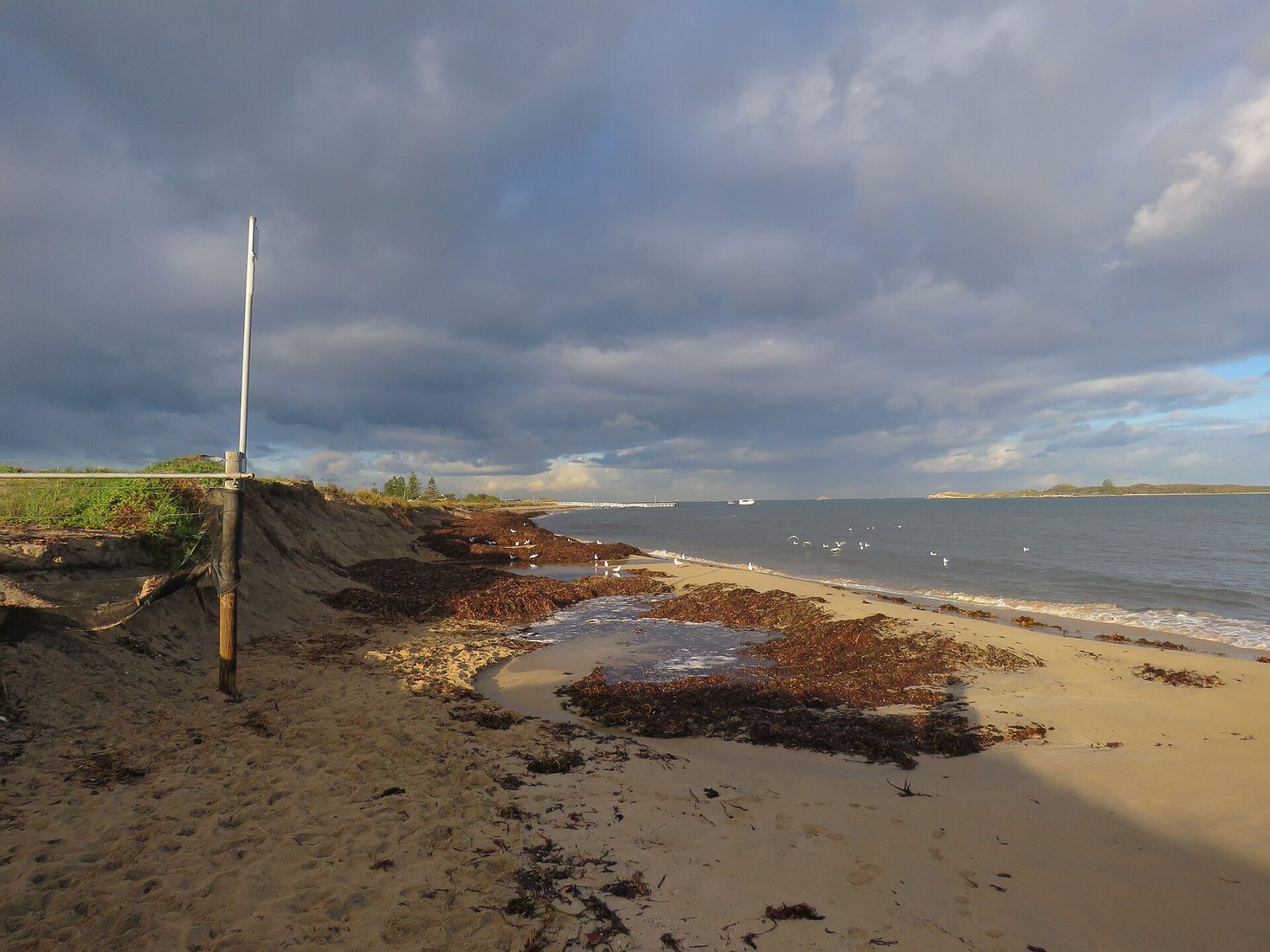 Undercut dune and slumped beach at Shoalwater Bay, Western Australia, after winter swell