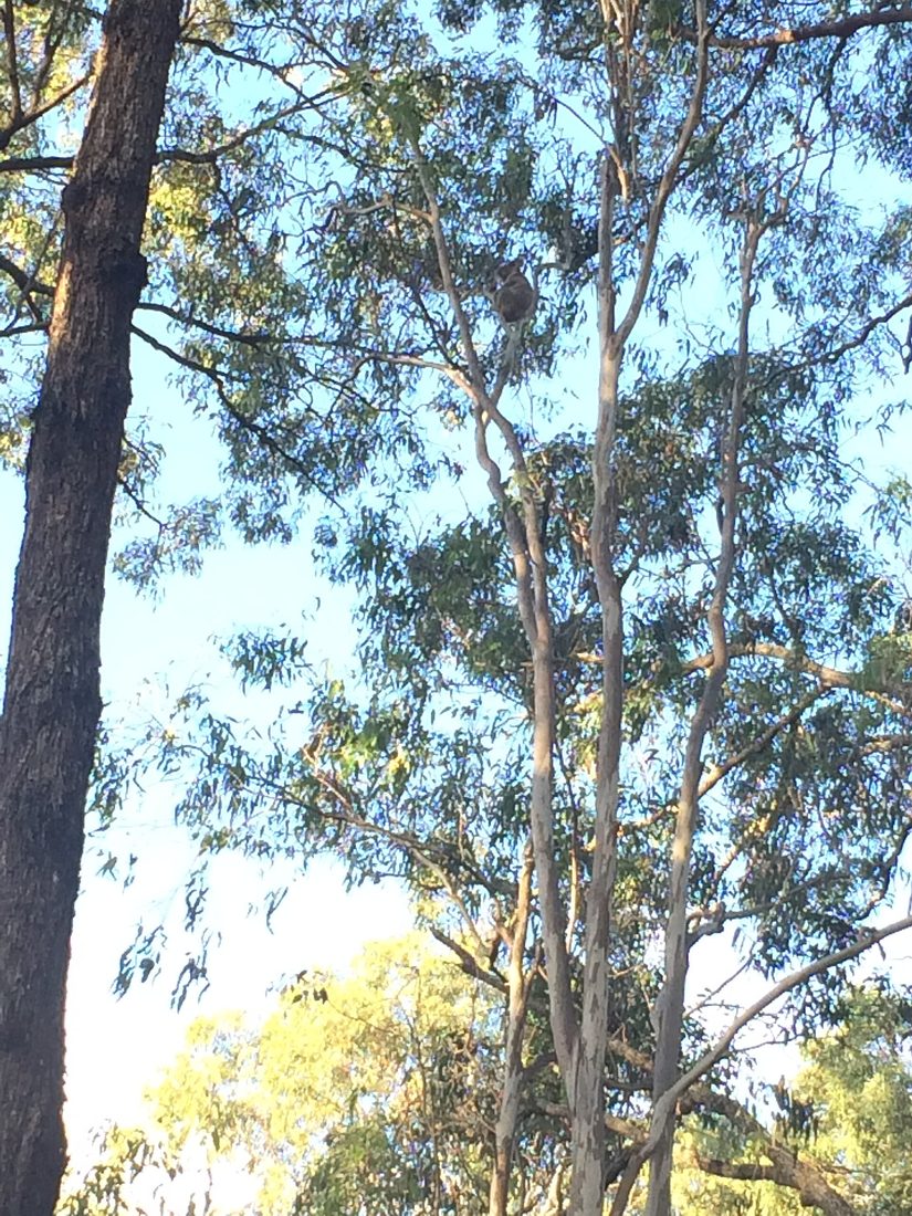 A koala high in a eucalypt at Coombabah Lake Conservation Park on the Gold Coast