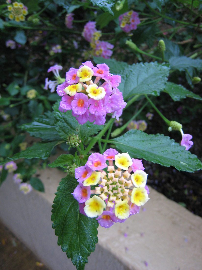 Pink and yellow Lantana camara flowers, a handsome garden plant that smothers Australian gullies