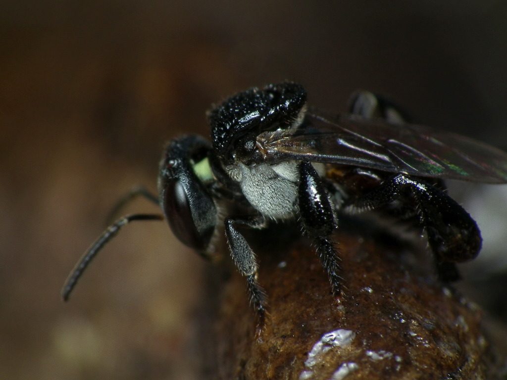 A sugarbag bee, Tetragonula, on a blossom, the social native often sold as a backyard hive